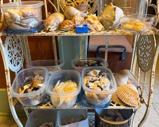 Seashell Collection