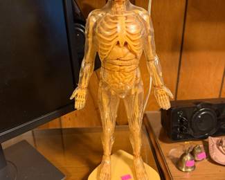 Human body Model