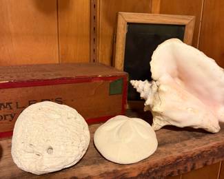 More Shells 