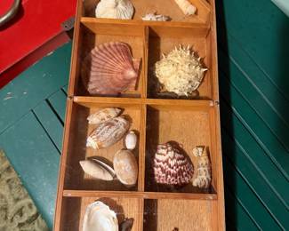 Shell Collection