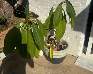Potted indoor plant in a decorative planter.