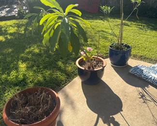Assorted potted plants and planters on the patio.