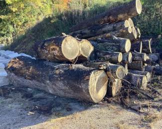 Pine logs (cut this spring)