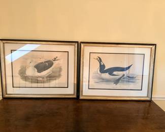 Pair of Framed Seabird Prints