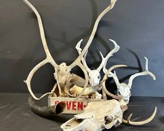 Vintage Caribou Antlers, Horns and More