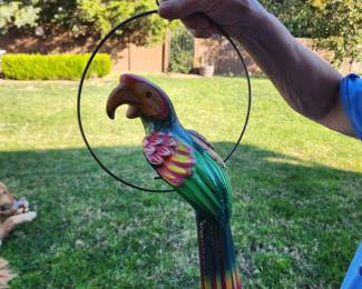 Mexican parrot, 3 of these