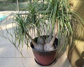 Ponytail plant