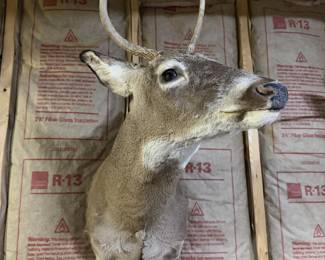 Whitetail Deer Buck Taxidermy Shoulder Mount - Tall 4-Point Antlers - Rustic Wildlife Decor - photo 3