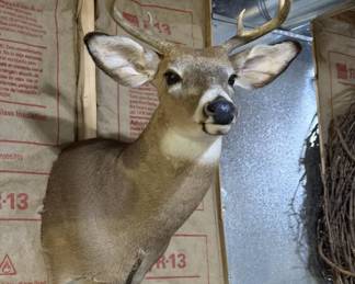 Whitetail Deer Buck Taxidermy Shoulder Mount - 8-Point Antlers - Wildlife Trophy Display - photo 5