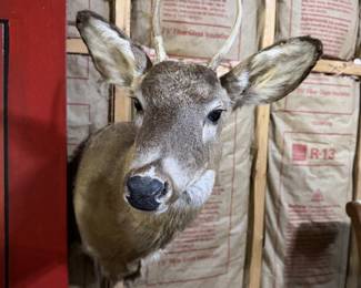 Whitetail Deer Buck Taxidermy Shoulder Mount - Spike Antlers - Rustic Hunting Lodge Decor - photo 3
