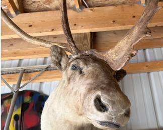 1940s Caribou Taxidermy Shoulder Mount - Rare Five-Shovel Antlers - Pennsylvania Provenance - photo 4