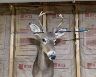 Whitetail Deer Buck Taxidermy Shoulder Mount with Antlers & Display Arrow - Hunting Trophy - photo 3