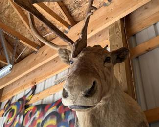 1940s Caribou Taxidermy Shoulder Mount - Rare Five-Shovel Antlers - Pennsylvania Provenance - photo 3