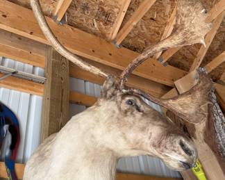 1940s Caribou Taxidermy Shoulder Mount - Rare Five-Shovel Antlers - Pennsylvania Provenance