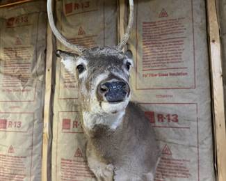 Whitetail Deer Buck Taxidermy Shoulder Mount - Tall 4-Point Antlers - Rustic Wildlife Decor - photo 2