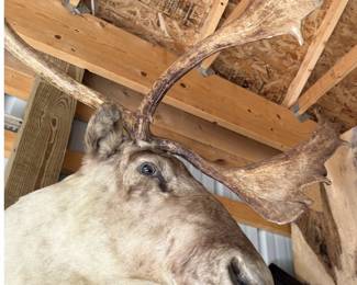 1940s Caribou Taxidermy Shoulder Mount - Rare Five-Shovel Antlers - Pennsylvania Provenance - photo 6