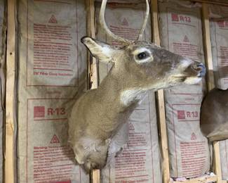 Whitetail Deer Buck Taxidermy Shoulder Mount - Tall 4-Point Antlers - Rustic Wildlife Decor - photo 4