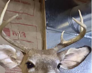Whitetail Deer Buck Taxidermy Shoulder Mount - 8-Point Antlers - Wildlife Trophy Display - photo 6