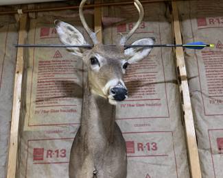 Whitetail Deer Buck Taxidermy Shoulder Mount with Antlers & Display Arrow - Hunting Trophy - photo 2