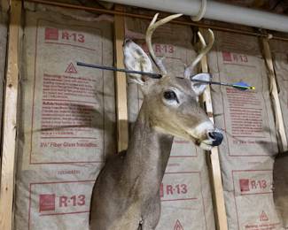 Whitetail Deer Buck Taxidermy Shoulder Mount with Antlers & Display Arrow - Hunting Trophy - photo 4
