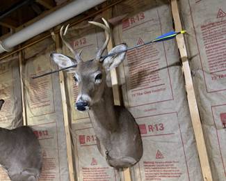 Whitetail Deer Buck Taxidermy Shoulder Mount with Antlers & Display Arrow - Hunting Trophy - photo 6