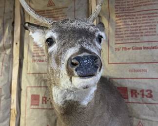 Whitetail Deer Buck Taxidermy Shoulder Mount - Tall 4-Point Antlers - Rustic Wildlife Decor