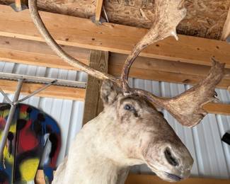 1940s Caribou Taxidermy Shoulder Mount - Rare Five-Shovel Antlers - Pennsylvania Provenance - photo 5