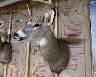 Whitetail Deer Buck Taxidermy Shoulder Mount - 8-Point Antlers - Wildlife Trophy Display - photo 4