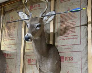 Whitetail Deer Buck Taxidermy Shoulder Mount with Antlers & Display Arrow - Hunting Trophy - photo 5