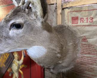 Whitetail Deer Buck Taxidermy Shoulder Mount - Spike Antlers - Rustic Hunting Lodge Decor - photo 6
