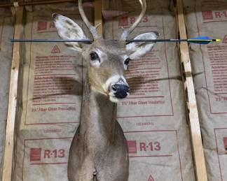 Whitetail Deer Buck Taxidermy Shoulder Mount with Antlers & Display Arrow - Hunting Trophy