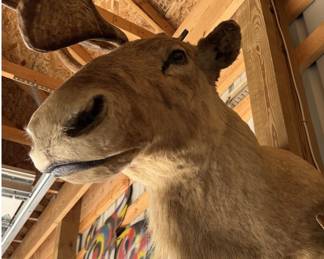 1940s Caribou Taxidermy Shoulder Mount - Rare Five-Shovel Antlers - Pennsylvania Provenance - photo 2