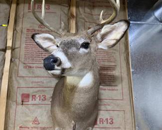 Whitetail Deer Buck Taxidermy Shoulder Mount - 8-Point Antlers - Wildlife Trophy Display - photo 2