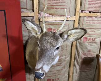Whitetail Deer Buck Taxidermy Shoulder Mount - Spike Antlers - Rustic Hunting Lodge Decor - photo 4