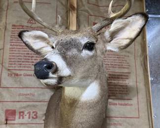 Whitetail Deer Buck Taxidermy Shoulder Mount - 8-Point Antlers - Wildlife Trophy Display