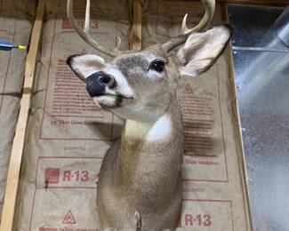 Whitetail Deer Buck Taxidermy Shoulder Mount - 8-Point Antlers - Wildlife Trophy Display - photo 3
