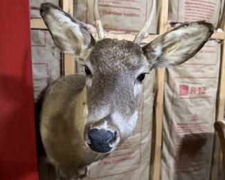 Whitetail Deer Buck Taxidermy Shoulder Mount - Spike Antlers - Rustic Hunting Lodge Decor - photo 2