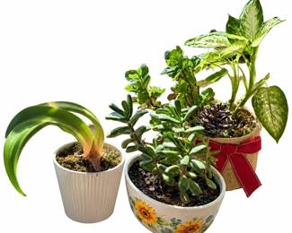Potted plants & planters | Lot 1176, bids start at $5