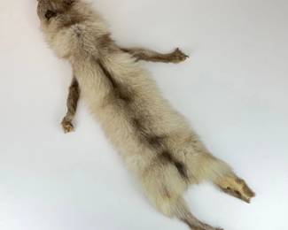 Lot 105  Vintage Coyote Taxidermy Full Body Fur Pelt Hide with Head  Paws  Rustic Western Dcor