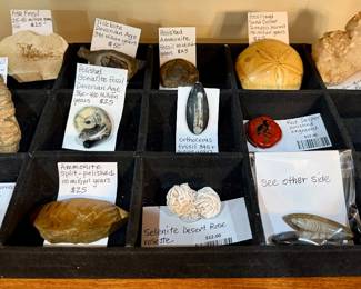 Fossils 50 to 430 million years old!