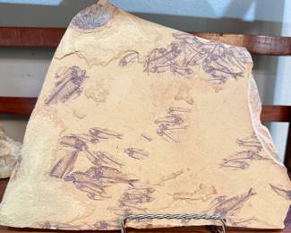 Knights eocaena an extinct herring 50 Million years old
