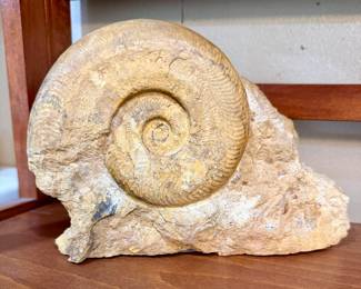 Ammonite fossil, partially embedded in its original rock matrix.