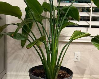 Live Plant $25
