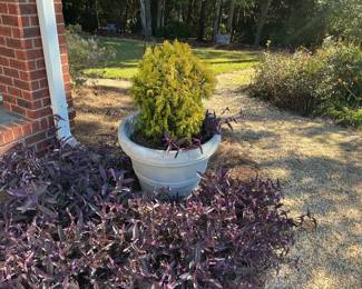 More outdoor pots