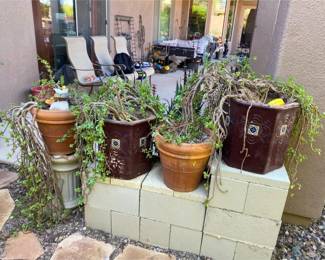Four Plants in Ceramic Containers