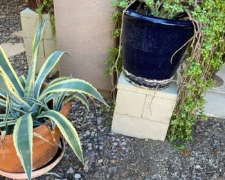 Two Large Heavy Potted Plants