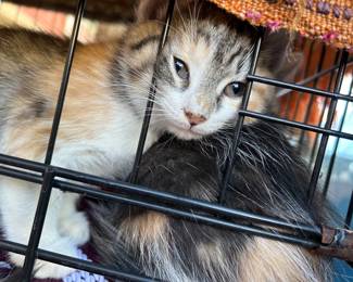 Kittens!