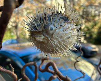 Oddities include pufferfish