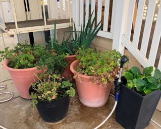 LOTS OF PLANTS