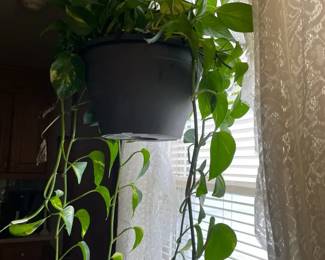 Hanging Live Houseplant